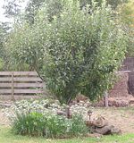  photo AppleTree1 23Mar15_zpsagzgjdt6.jpg